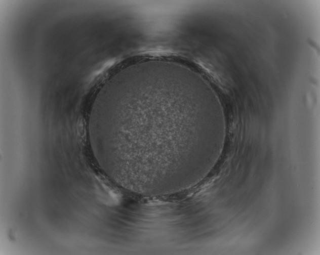 X0000098161398200804241752