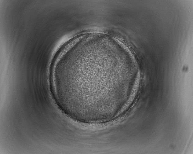 X0000098160006200805011441
