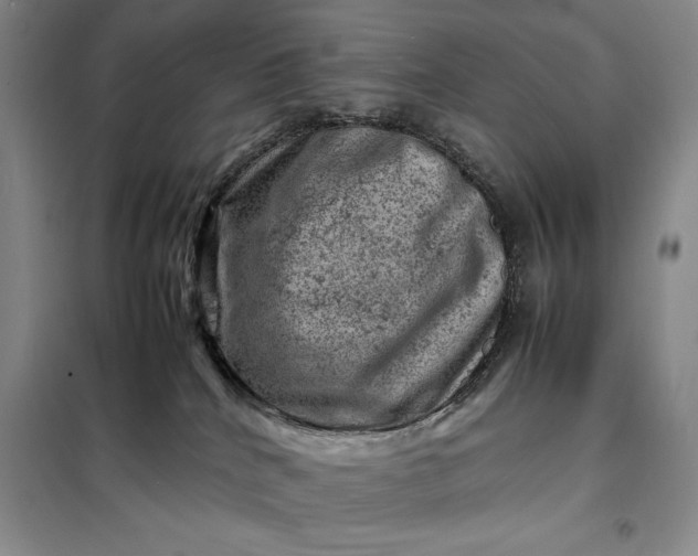 X0000098160040200805011441