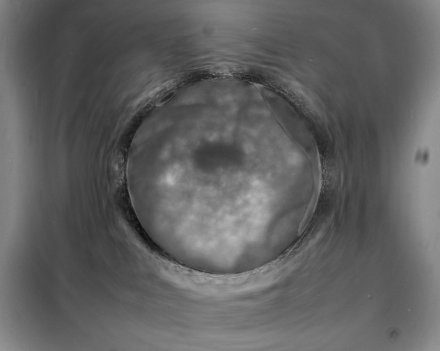 X0000098160043200805011441