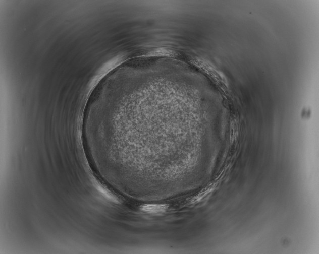X0000098160051200805011440