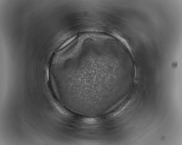 X0000098160061200805011440