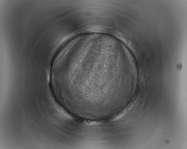 X0000098160062200805011440