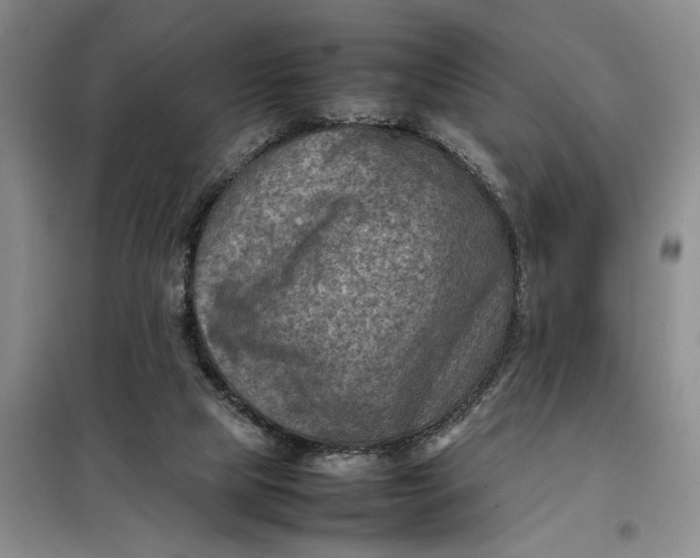 X0000098160065200805011440