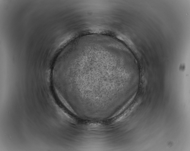 X0000098160066200805011440