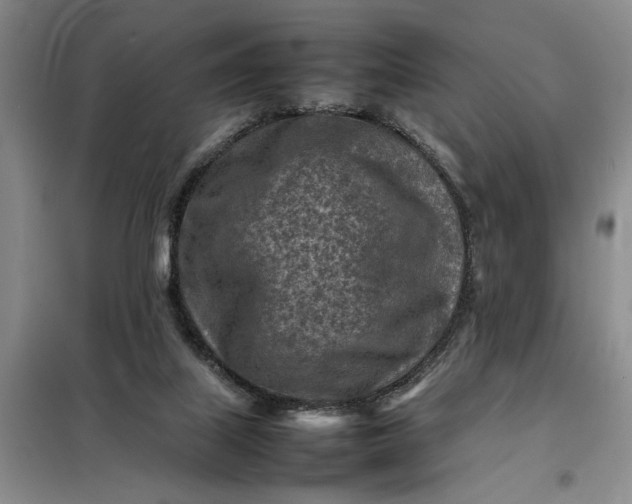 X0000098160067200805011440