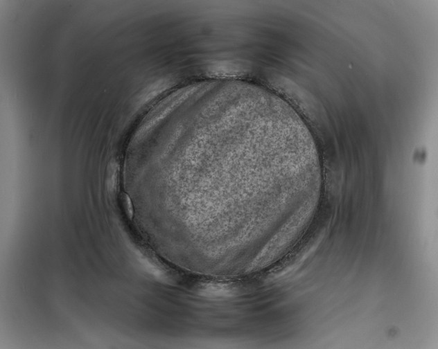 X0000098160071200805011441