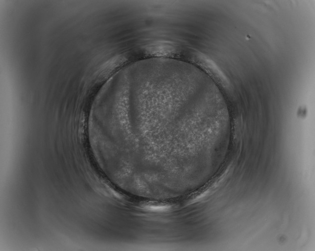X0000098160073200805011441