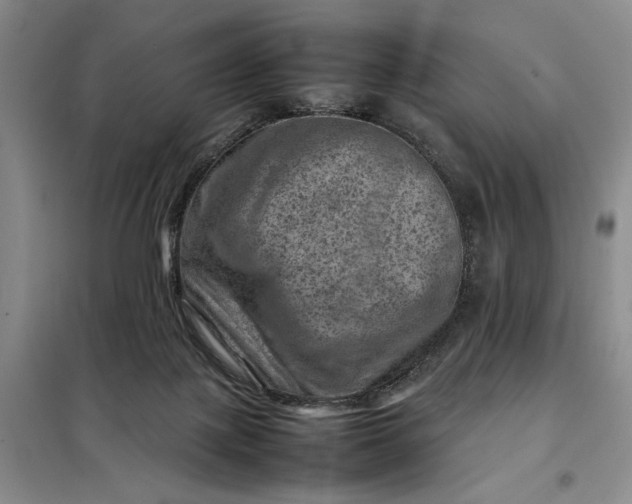 X0000098160075200805011441