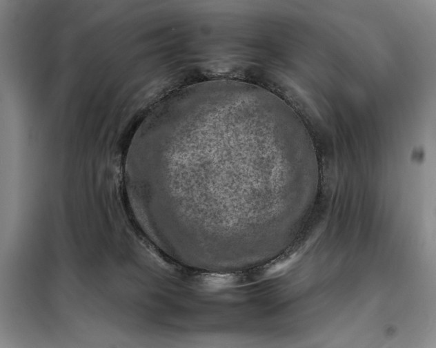 X0000098160085200805011441