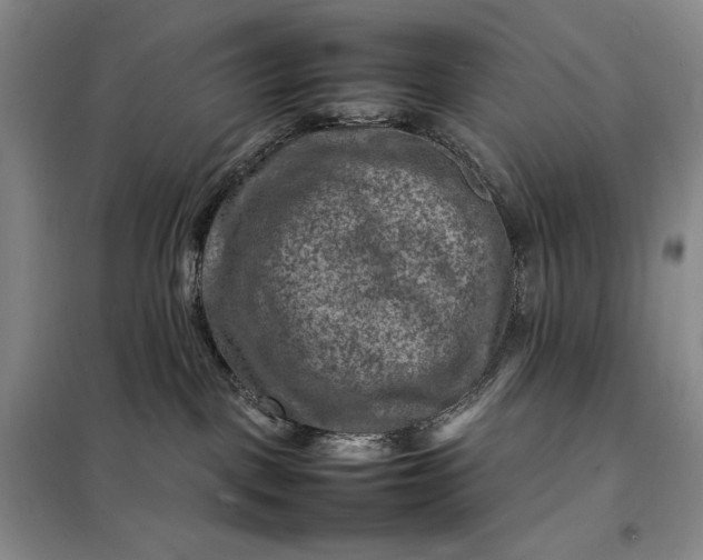 X0000098160093200805011441