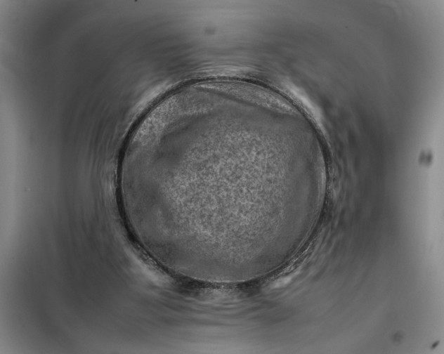 X0000098160107200805011440