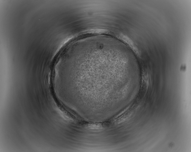 X0000098160110200805011440
