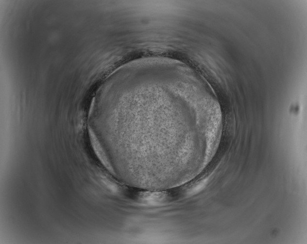 X0000098160135200805011439