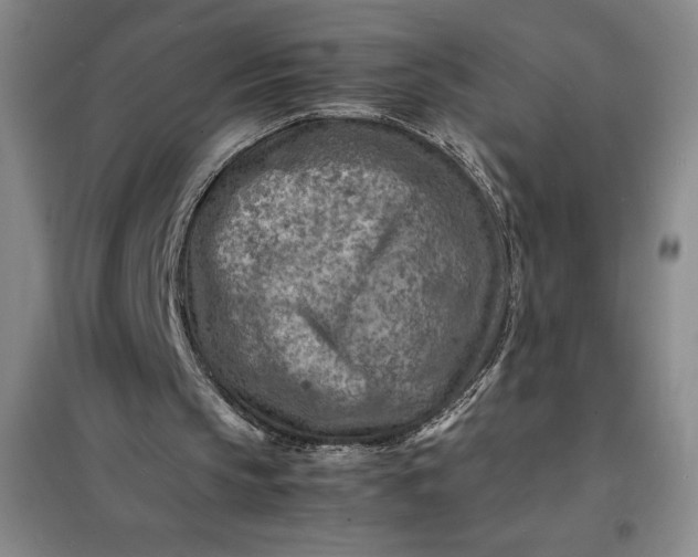 X0000098160145200805011439