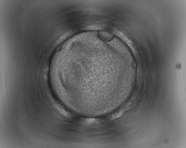 X0000098160153200805011439