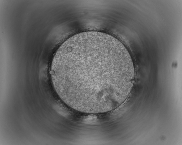 X0000098160162200805011439