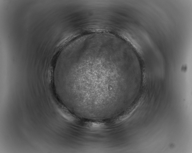 X0000098160165200805011439