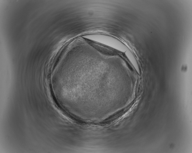 X0000098160193200805011439