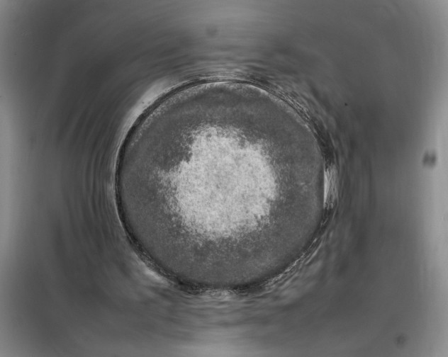 X0000098160195200805011438