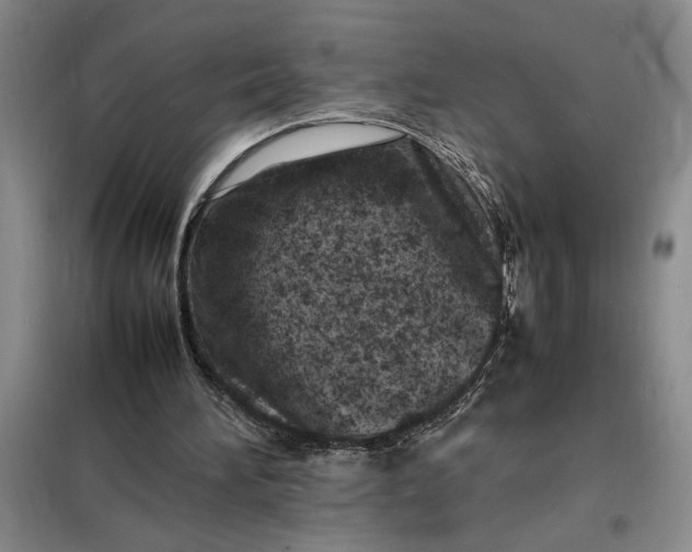 X0000098160196200805011438
