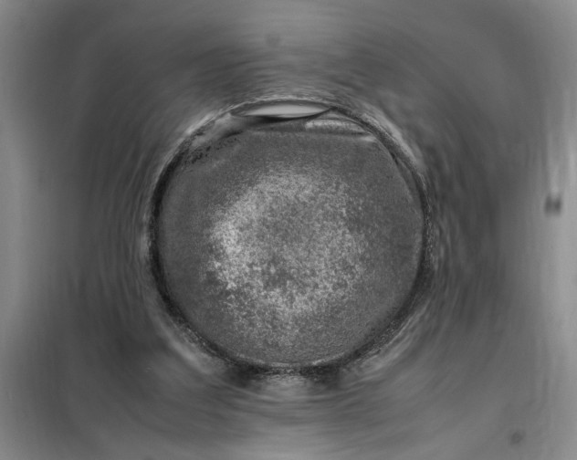 X0000098160203200805011438