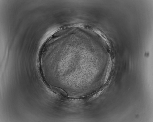 X0000098160245200805011437