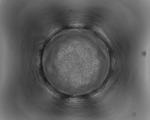 X0000098160259200805011437