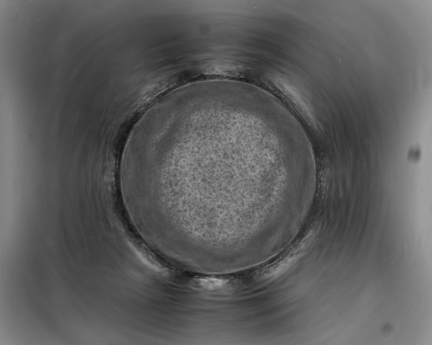 X0000098160265200805011437