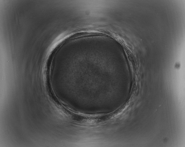 X0000098160295200805011437