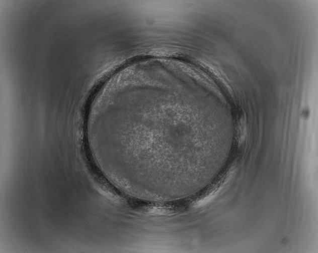 X0000098160303200805011437