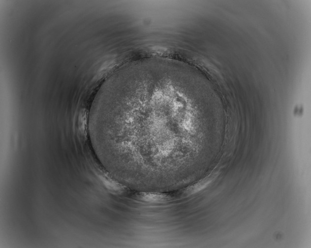 X0000098160336200805011436