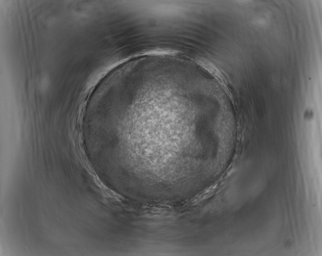 X0000098160337200805011436