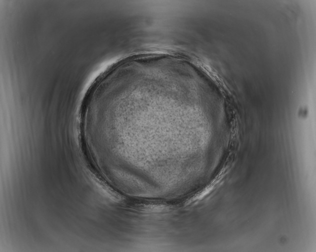 X0000098160342200805011436