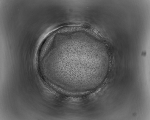 X0000098160343200805011436