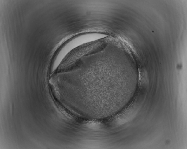 X0000098160348200805011436