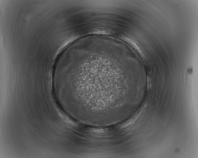 X0000098160349200805011436