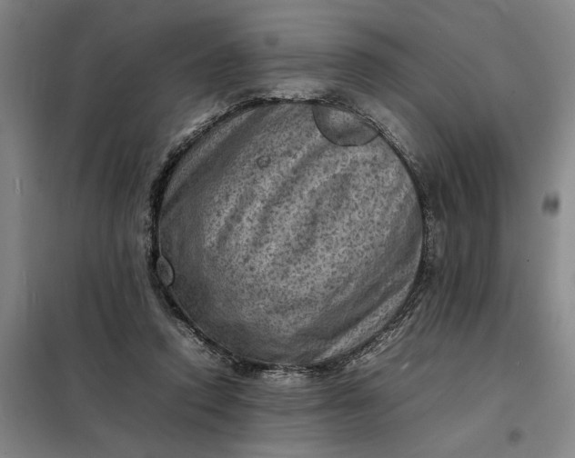 X0000098160354200805011436
