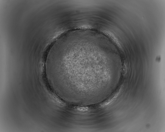 X0000098160355200805011436