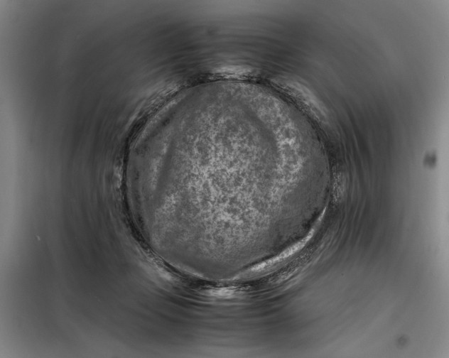 X0000098160365200805011436