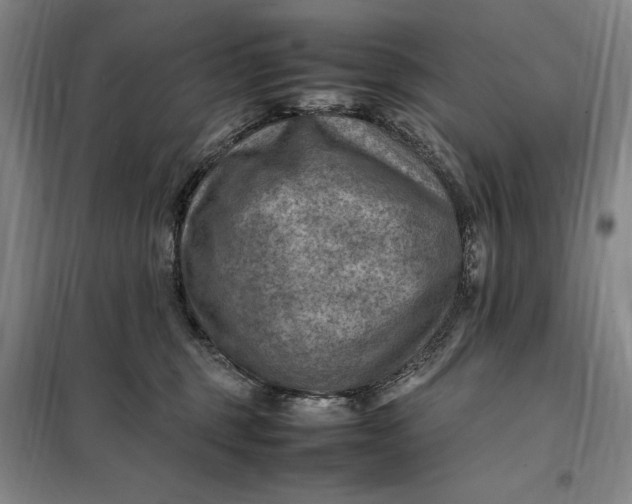 X0000098160375200805011436