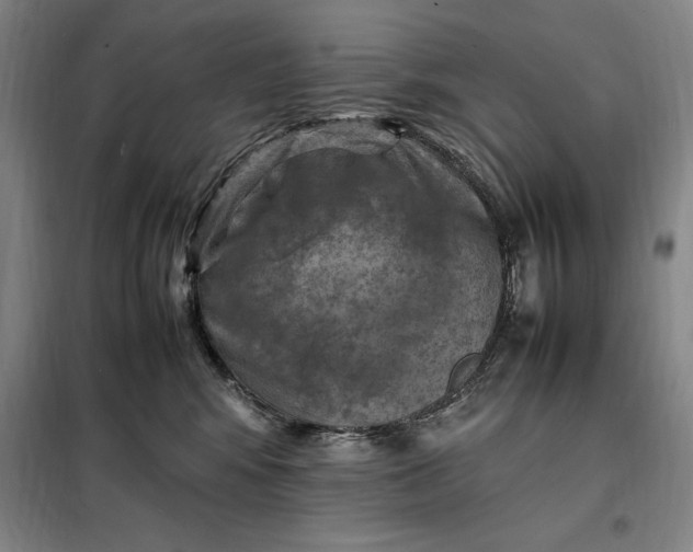 X0000098160424200805011435