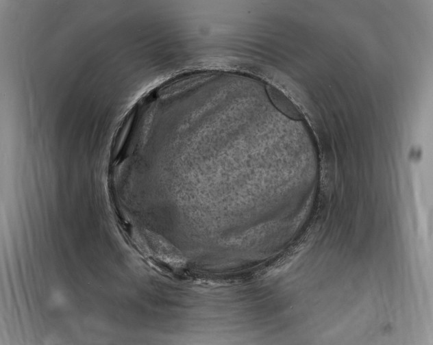 X0000098160434200805011434