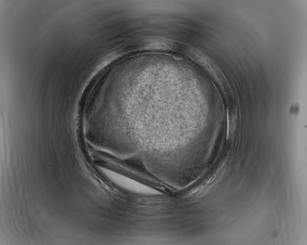 X0000098160435200805011434