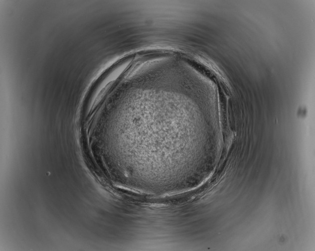 X0000098160436200805011434