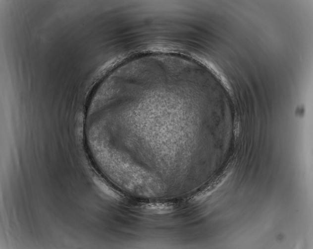 X0000098160445200805011434