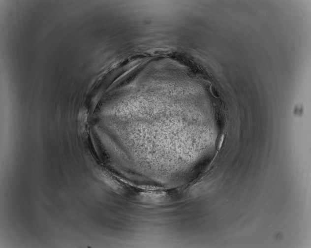 X0000098160480200805011435