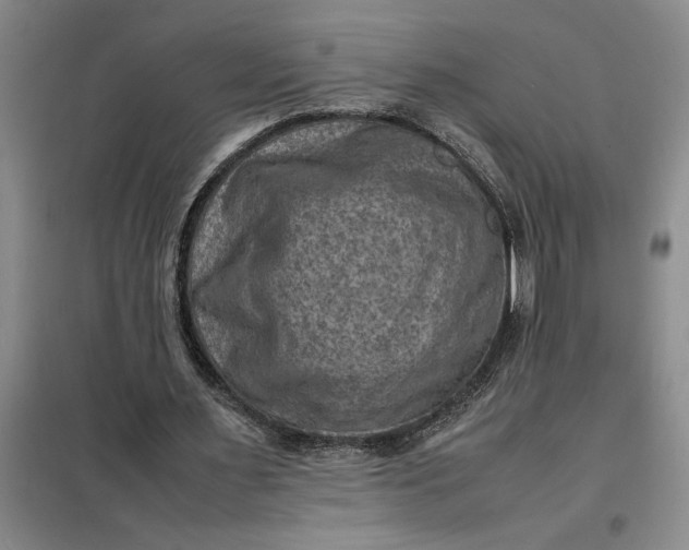 X0000098160483200805011434