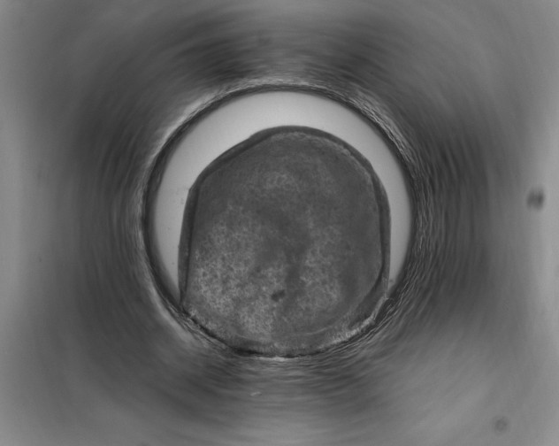 X0000098160534200805011433