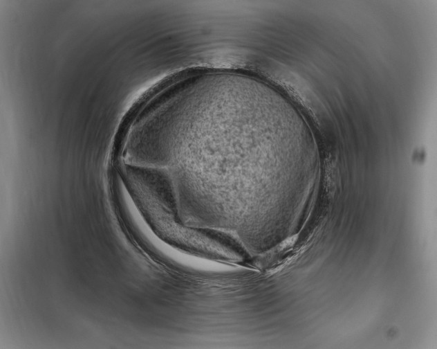 X0000098160536200805011433